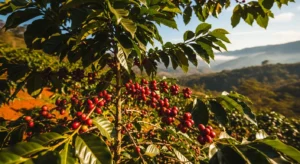 ホンジュラスコーヒーの特徴｜中米の新興スペシャルティ産地