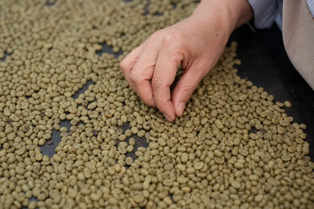 広げた生豆の中から黒く変色した欠点豆を1粒つまみ出しているところ