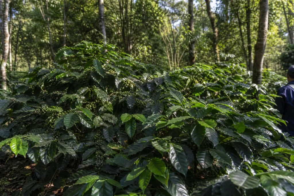 背の高いシェードツリーの樹冠の下で、木漏れ日を受けて育つコーヒーの木