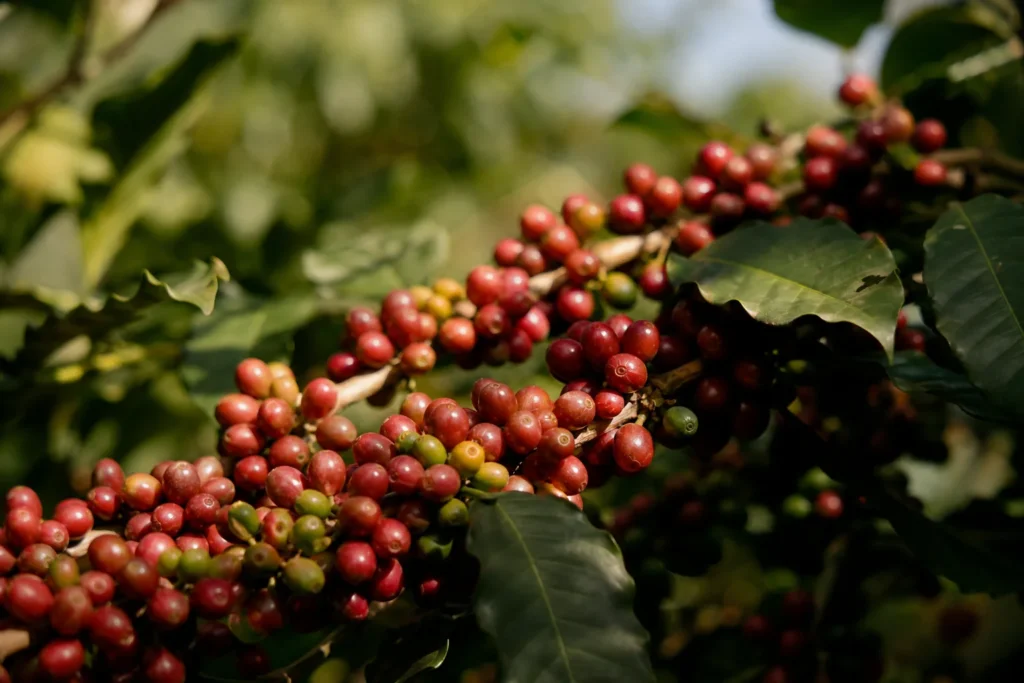 コーヒーノミキクイムシとは｜年5億ドルの被害額と、温暖化で高地へ登る害虫