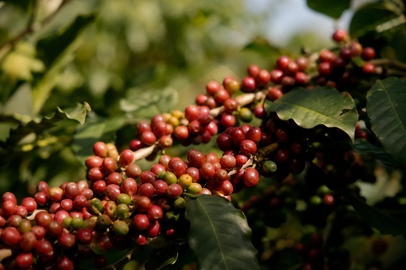 コーヒーノミキクイムシとは|年5億ドルの被害額と、温暖化で高地へ登る害虫
